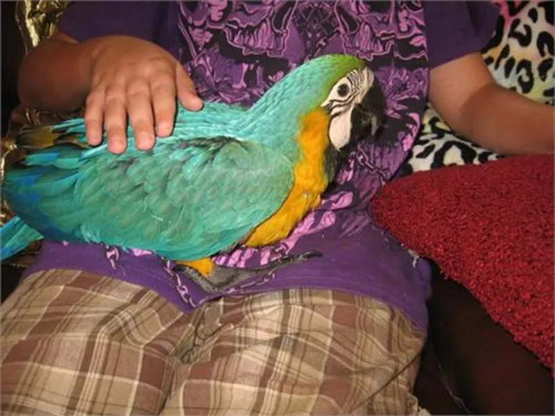 Продаются попугаи ара (зеленокрылый,  синежелтый)
